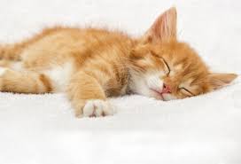 L’interpretazione dei sogni e le fasi del sonno